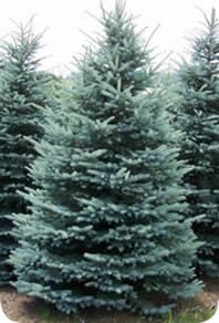 Michigan Blue Spruce