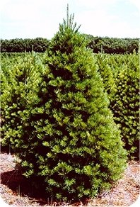 Michigan Scotch Pine