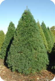 Michigan Scotch Pine