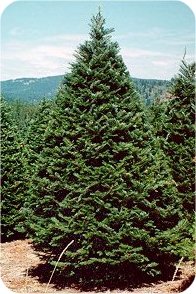 Oregon Grand Fir