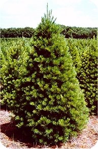 Michigan Scotch Pine